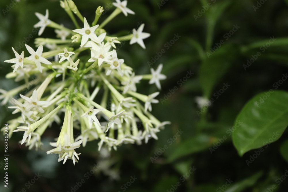 close up of a white flower image