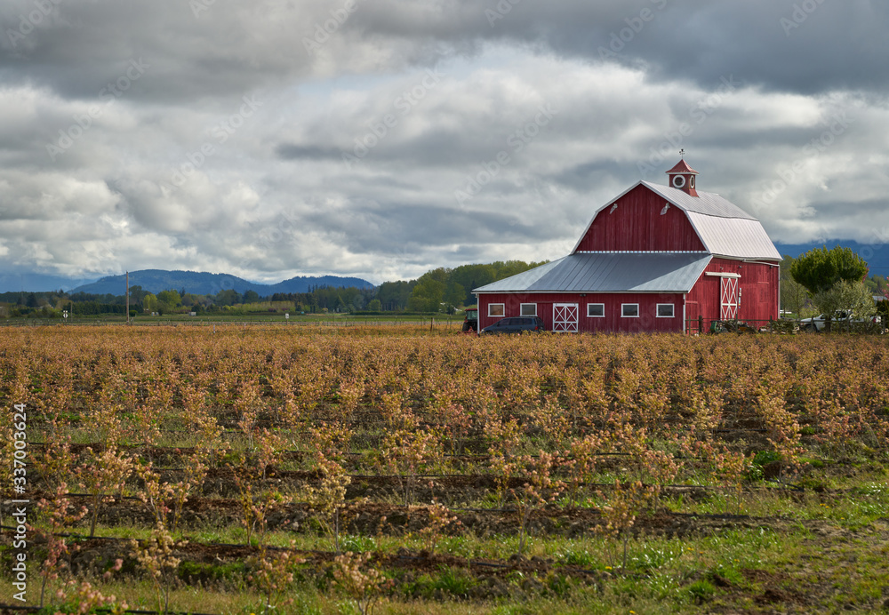 Red Barn Blueberry Field Pacific Northwest. A red barn and blueberry field in blossom in the Pacific Northwest. United States.

