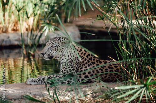 Leopard lying down in the shade