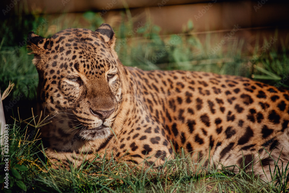Leopard lying down in the shade Leopard lying down in the shade