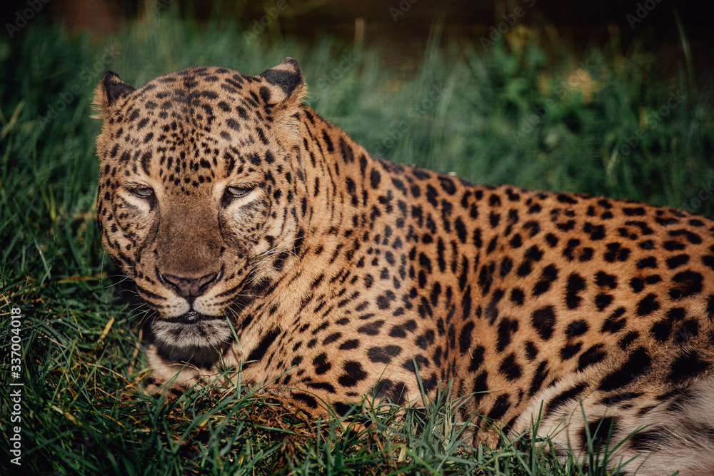 Fototapeta premium Leopard lying down in the shade