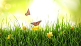Monarch butterflies flying above green grass with spring flowers