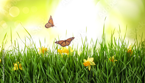 Monarch butterflies flying above green grass with spring flowers