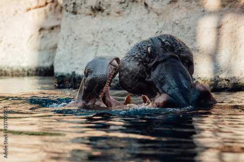 Two hippo's play fighting in the water