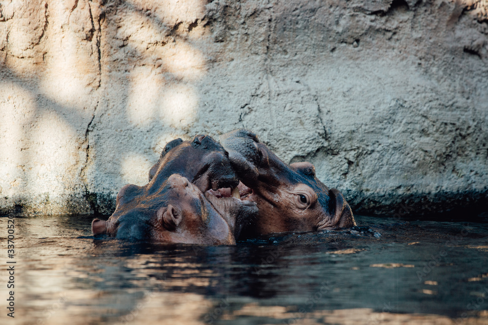 Fototapeta premium Two hippo's play fighting in the water