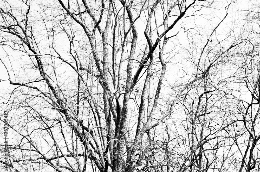 Texture and shape of dry trees, sihouette of trees. Texture and shape of dry trees, sihouette of trees.