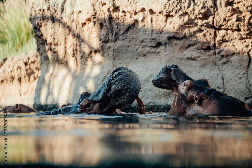 Fototapeta premium Two hippo's play fighting in the water
