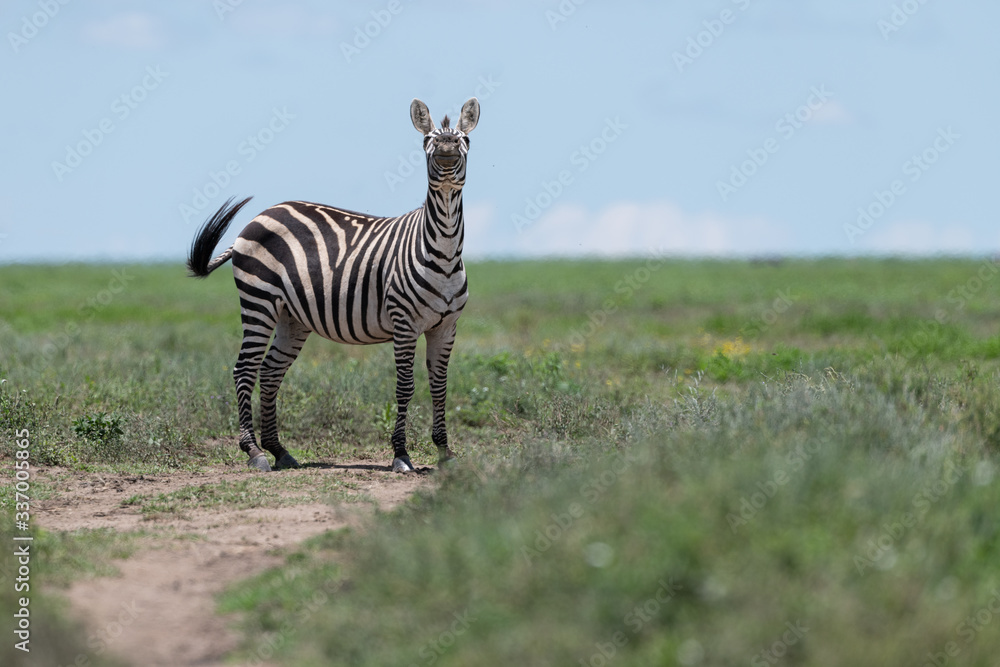 Obraz premium Curious wild Zebra in the wild Ndutu safari, Tanzania 