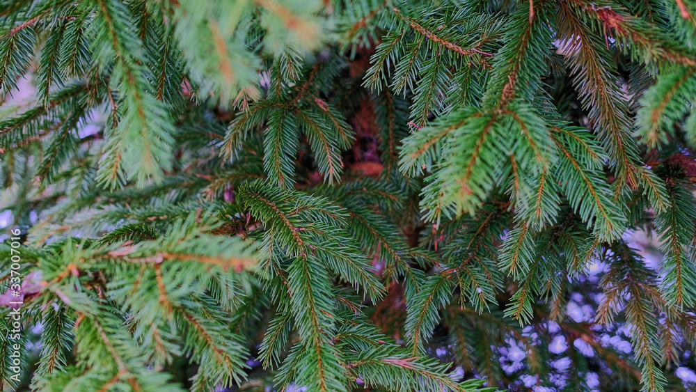 Branches of spruce on a background of snow Branches of spruce on a background of snow