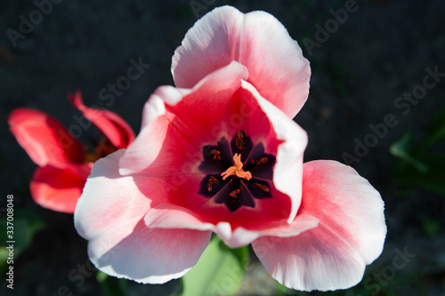 pink flower of the garden in full spring sun
