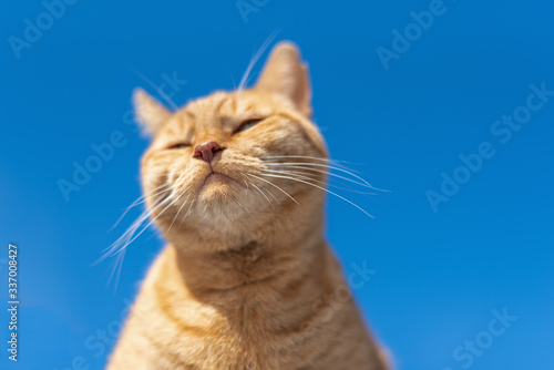 red cat on a background of blue sky, basking in the sunshine