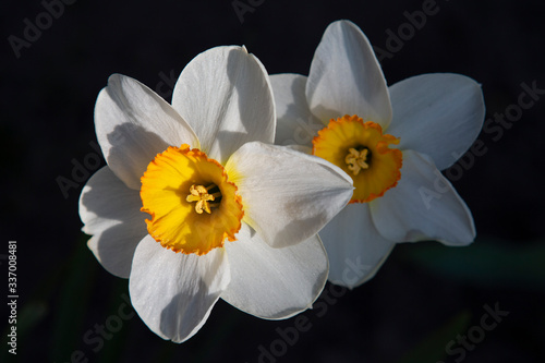 white flower shy waking up in spring