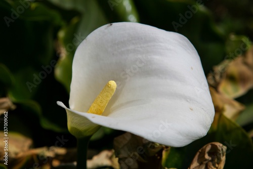 beautiful flower showing in the garden
