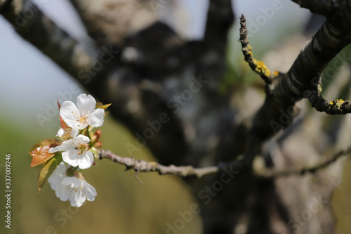 Petite fleur de cerisier et branches