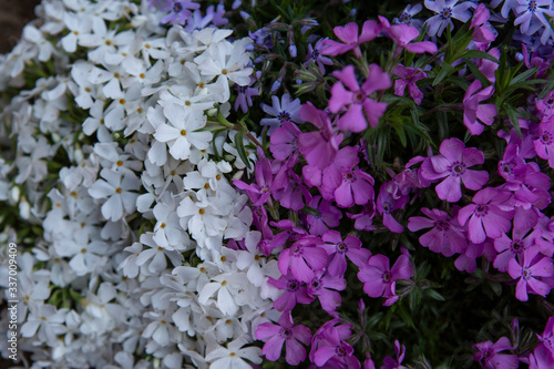 small flowering in the white and purple garden