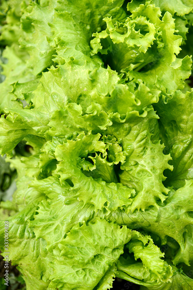 Leaf lettuce in the garden. Edible greens. Leaf lettuce in the garden. Edible greens.