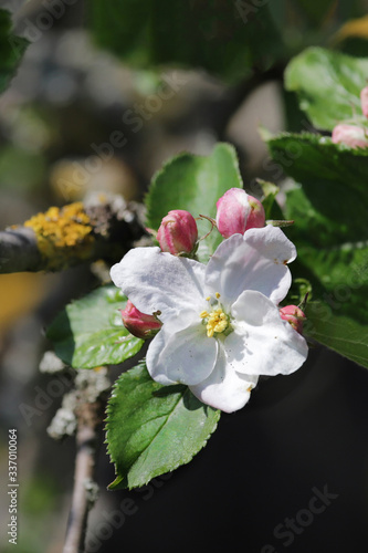 Gros plan de fleur de pommier