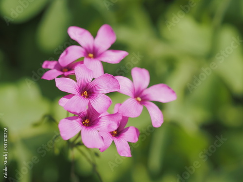 初夏の原のイモカタバミ