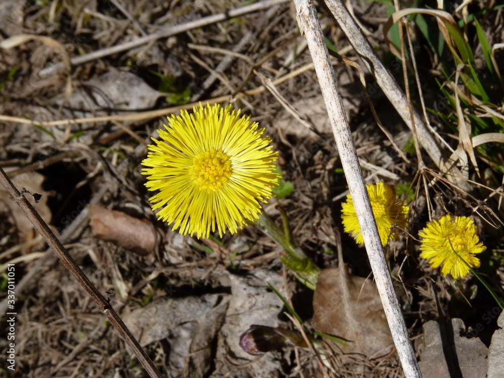 Coltsfoot Tussilago farfara flowering in spring Coltsfoot Tussilago farfara flowering in spring
