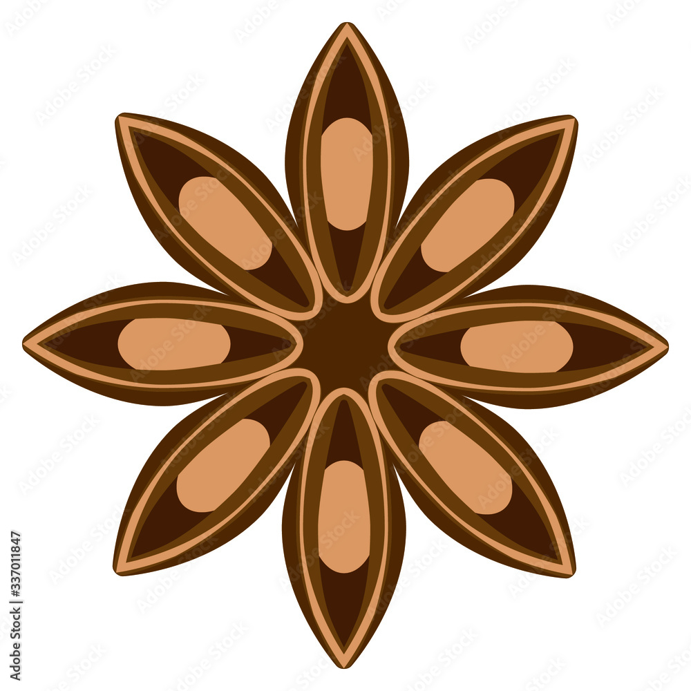 vector illustration of anise vector illustration of anise