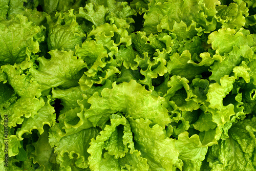 фотографія Edible greens in the garden. Juicy green leafy lettuce.