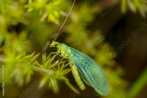 Side view of Chrysoperla carnea, on a green plant.
sylphide photo