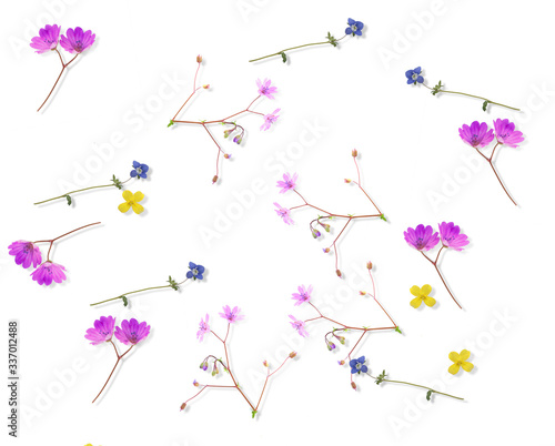 flowers wild background tiny minor spring isolated in white backgroun