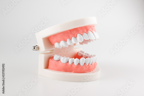 acrylic model of human jaws
