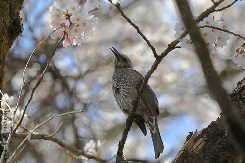 樹上のヒヨドリ photo