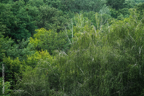 Heavy pouring rain over green tropical forest trees. Rainstorm downpour autumn weather