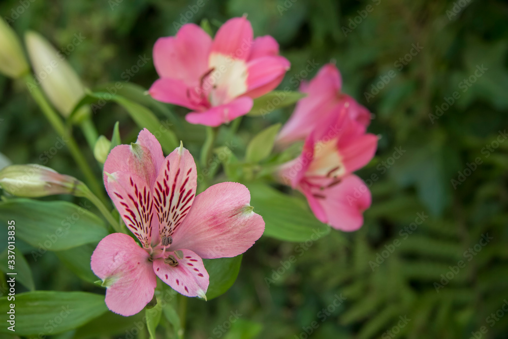 Obraz premium pink alstroemeria flower