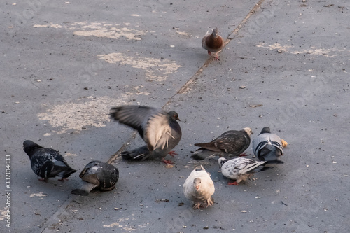 Mallard ducks on river's embankment with pigeons waiting for feeding in a spring time.