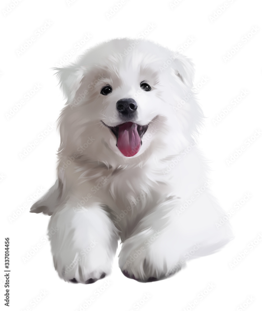 White fluffy Japanese Pomeranian puppy. Watercolor