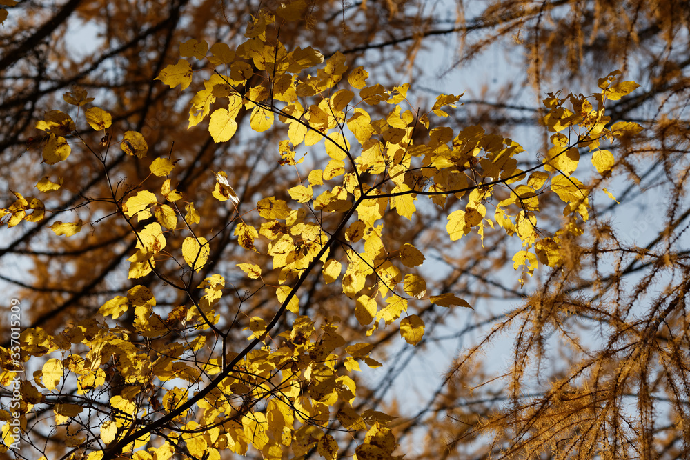 Yellow foliage of poplar in the fall. Poplar branch in the fall. Yellow foliage of poplar in the fall. Poplar branch in the fall.