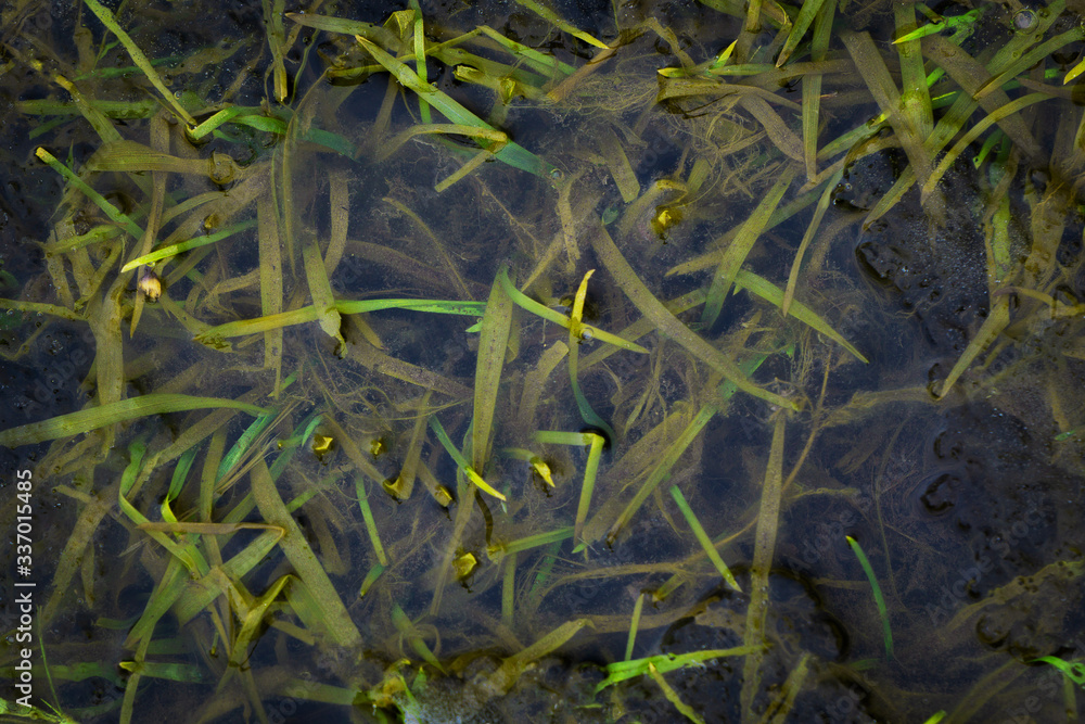 Detailaufnahme von Grashalmen die sich unter Wasser bzw. unter einer Schicht Eis befinden. Detailaufnahme von Grashalmen die sich unter Wasser bzw. unter einer Schicht Eis befinden.