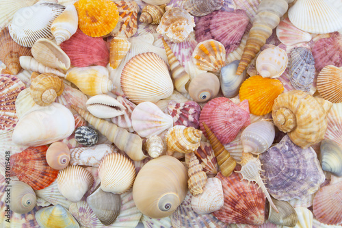 Tropical colorful seashells background. 