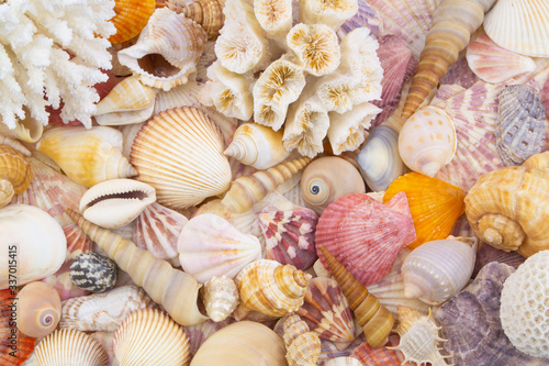 Seashells background. 