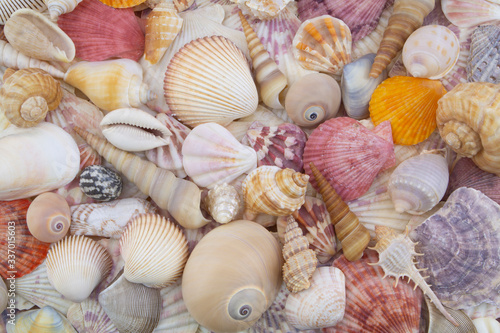Seashells and corals background.