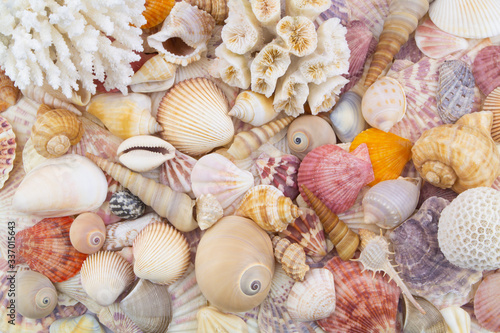 Seashells, corals and starfishes background. 