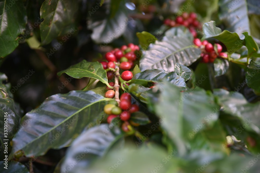 Obraz premium Costa Rica 
