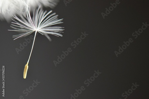 Falling dandelion seed black background  photo