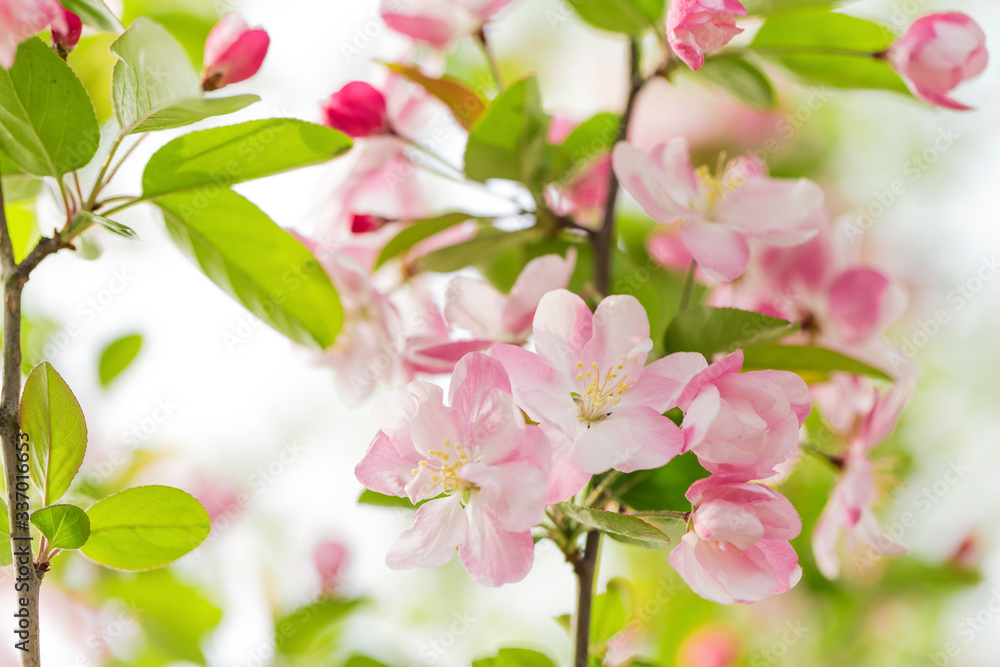 Obraz premium Beautiful fragrant Chinese flowering crabapple