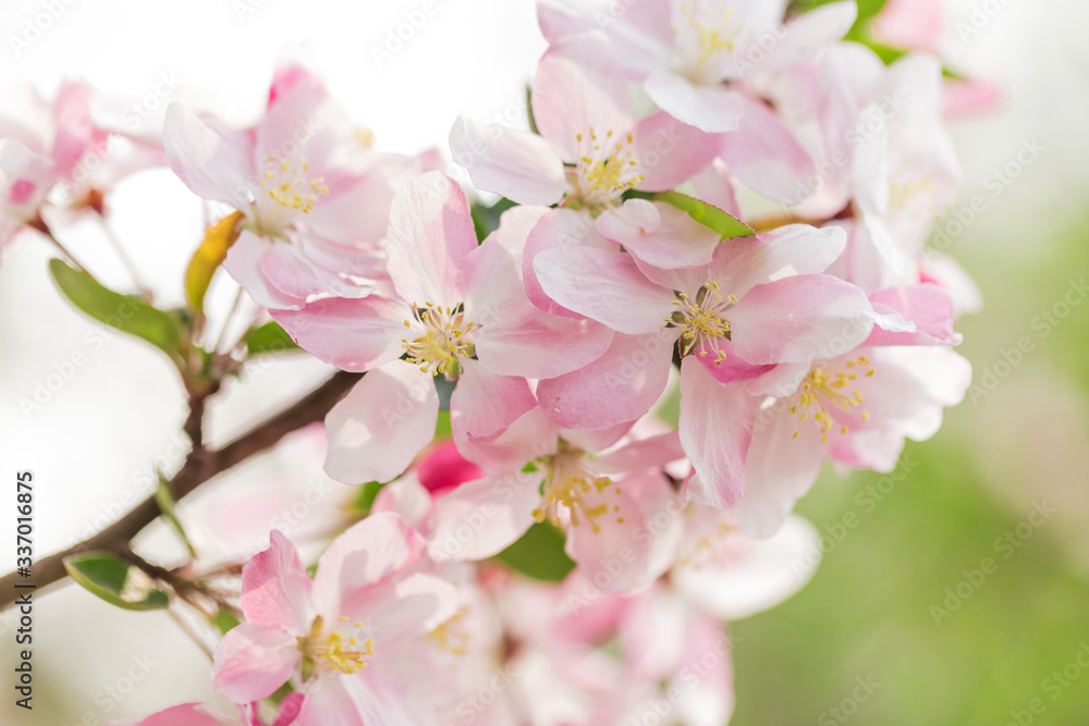 Beautiful fragrant Chinese flowering crabapple Beautiful fragrant Chinese flowering crabapple