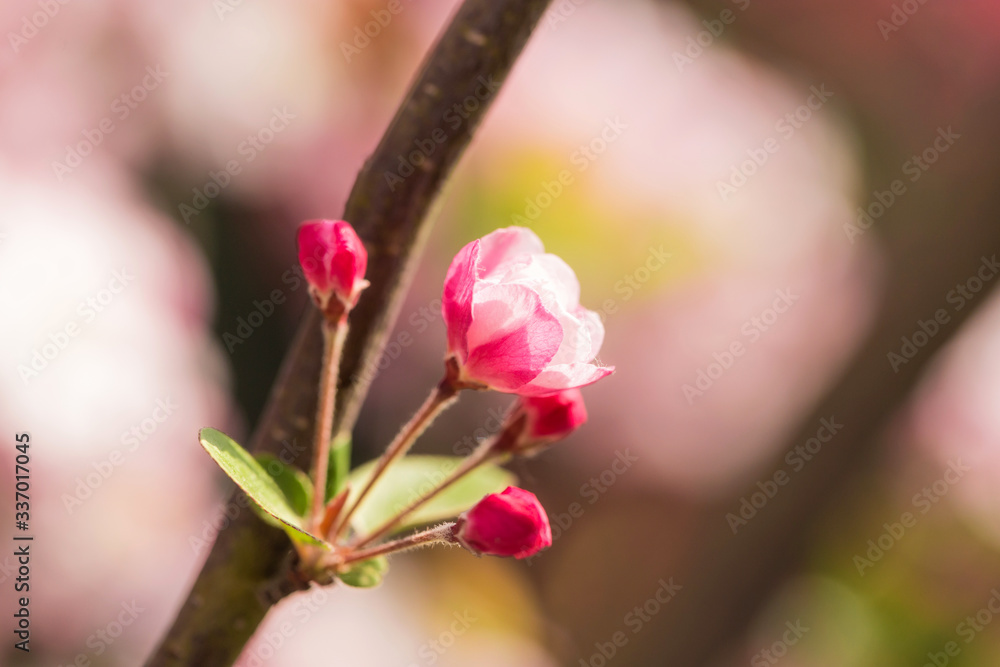 Beautiful fragrant Chinese flowering crabapple Beautiful fragrant Chinese flowering crabapple