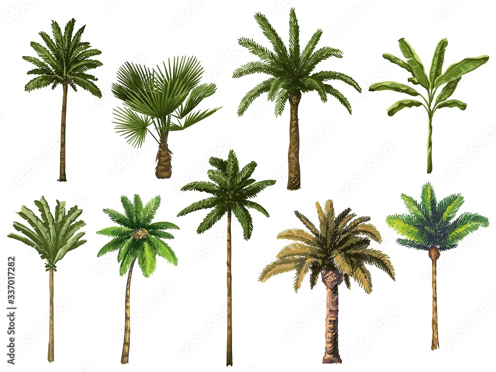 Colourful hand drawn palm tree. Retro tropical coconut trees, vintage miami palms vector illustration set. Tropical tree palm, green floral botanical - obrazy, fototapety, plakaty 