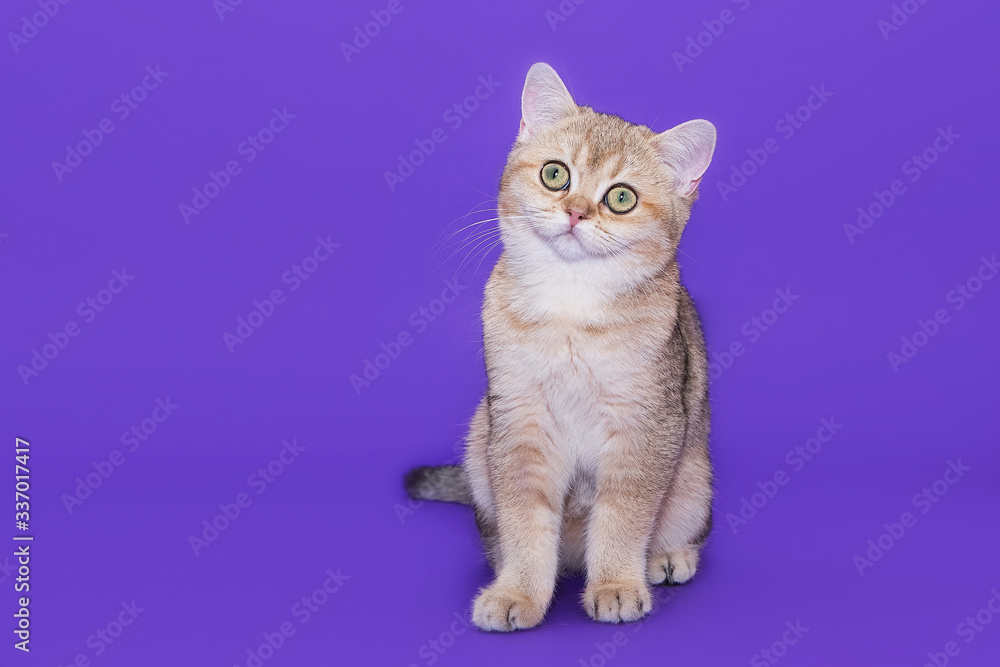 British little kitten on a purple background