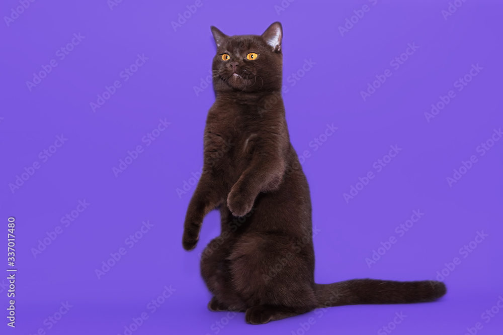 British black cat on a purple background
