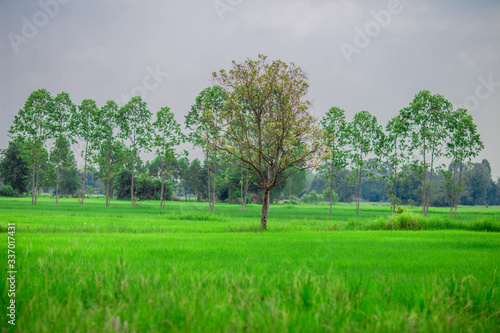 close up view of a green rice field And surrounded by various species of trees, seen in scenic spots or rural tourism routes,livelihoods for farmers