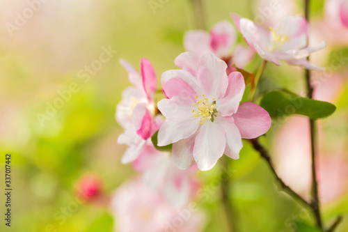 Beautiful fragrant Chinese flowering crabapple © dong