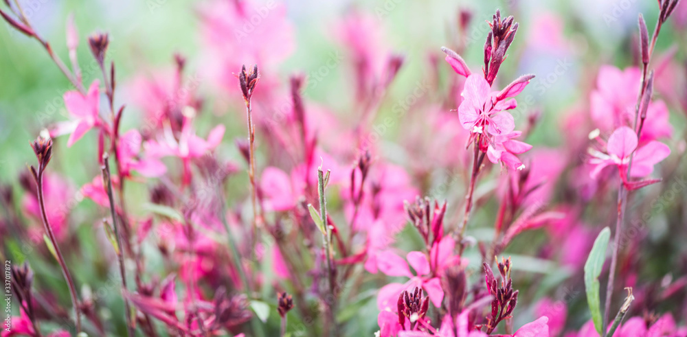 Beautiful flowers blooming in garden Beautiful flowers blooming in garden